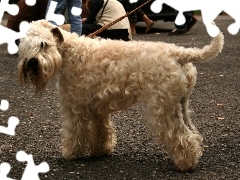 Irish Soft coated wheaten terrier