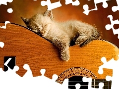 Gitarze, Na, Kotek, Śpiący