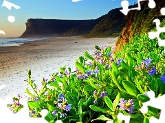 Plaża, Kwiatki, Morze