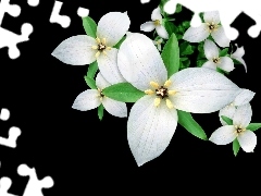Kwiatki, Białe