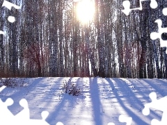 Promienie Słońca, Śnieg, Las