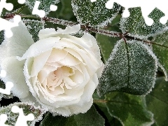 Liście, Omrożone, Biała, Róża