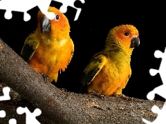 Papugi, Pomarańczowe, Dwie, Gałąź, Żółto