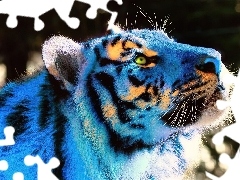 Tygrys, Niebieski
