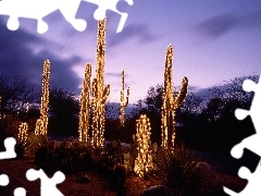 Święta, Drzewa, Kaktusy, Oświetlenie