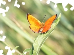 Motyl, Pomarańczowy