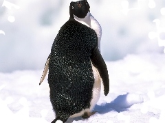 Śnieg, Pingwin, Czarno, Biały