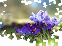 Kwiaty, Wiosna, Fioletowe, Krokusy