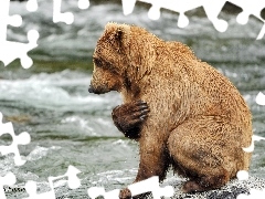 Niedźwiadek, Rzeka, Mokry