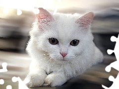Kotek, Biały