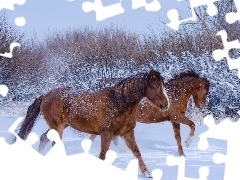Galop, Śnieg, Konie