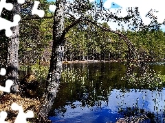 Las, Drzewa, Jezioro