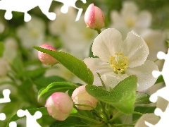 Jabłoni, Kwiaty