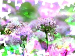 Kwiaty, Fractalis, Fioletowe