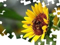 Pszczoły, Nektar, Słonecznik