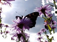 Motyl, Kwiaty