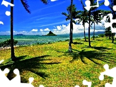 Hawaje, Palmy, Ocean, Wyspa