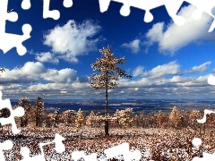 Niebo, Pochmurne, Drzewa, Śnieg