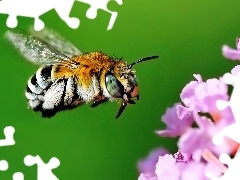 Kwiatek, Lot, Pszczoła