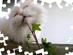 Kotek, Kwiatek, Biały