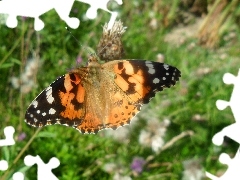 Motyl, Rusałka Osetnik