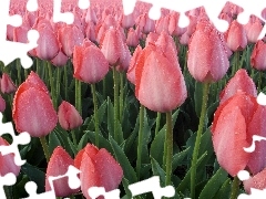 Tulipany, Różowe