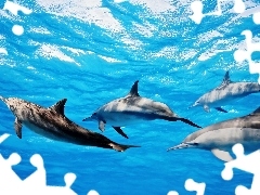 Delfinów, Stadko, Błękitna, Woda