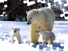 Niedźwiedzi, Polarnych, Rodzina