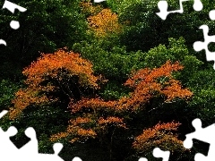 Drzewa, Liście, Kolorowe