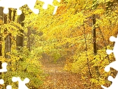 Jesienna, Ścieżka, Drzewa