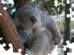 Łapka, Drzewo, Koala