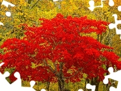 Liście, Czerwone, Las, Drzewo