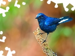 Ptak, Niebieski