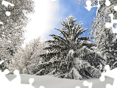 Śnieg, Zima, Drzewa