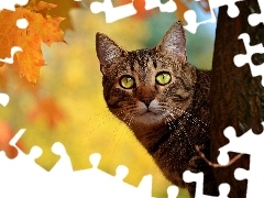 Liść, Jesienny, Kot, Drzewo