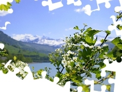 Jezioro, Wiśni, Gałązka, Kwiaty