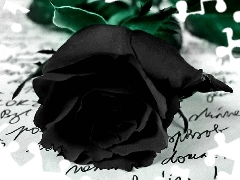 Róża, List, Czarna