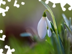 Wiosna, Kwiat, Przebiśnieg, Biały