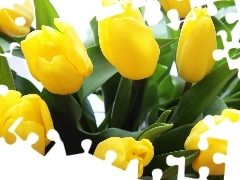Listki, Zielone, Żółte, Tulipany