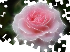 Róża, 3D, Różowa