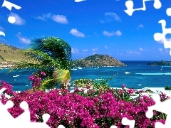 Morze, Kwiaty, Saint Martin, Wyspa