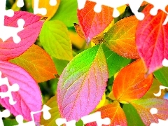 Liscie, Jesieni, Kolorowe