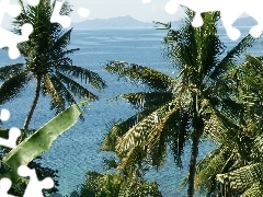 Ocean, Filipiny, Palmy