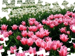 Różowe, Białe, Tulipany