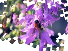 Kwiaty, Fioletowe, Pszczoła, Nektar