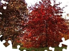 Liście, Czerwone, Ogród, Jesień, Drzewa