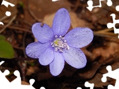 Kwiat, Przylaszczka, Niebieski