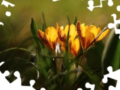Wiosna, Kwiaty, Żółte, Krokusy