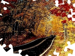 Droga, Liście, Jesień, Kolorowe