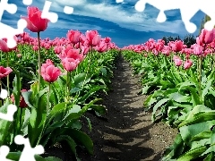 Niebo, Ścieżka, Różowe, Tulipany